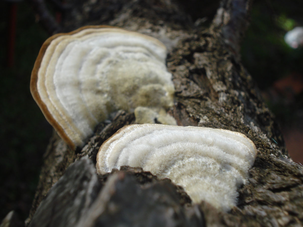 strano fungo (Trametes hirsuta)